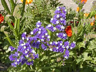 wavyleaf sea-lavender